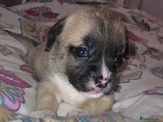 Mixed Breed dogs Beautiful French Bulldog x Pomchi Pups - Advert 3