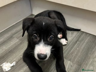 Mixed Breed dogs Collie x Whippet puppies - Advert 1