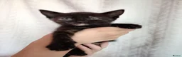 Mixed Breed cats for sale: Beautiful Mixed Litter of 7 Kittens - Advert 5