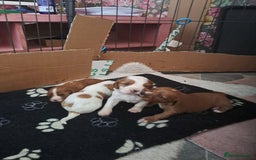 Cockalier dogs for sale: Cockerliers  health tested parents  - Image 20