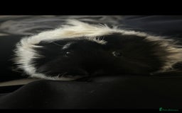 Guinea Pig rodents for sale: 2 female guinea pigs - Image 4