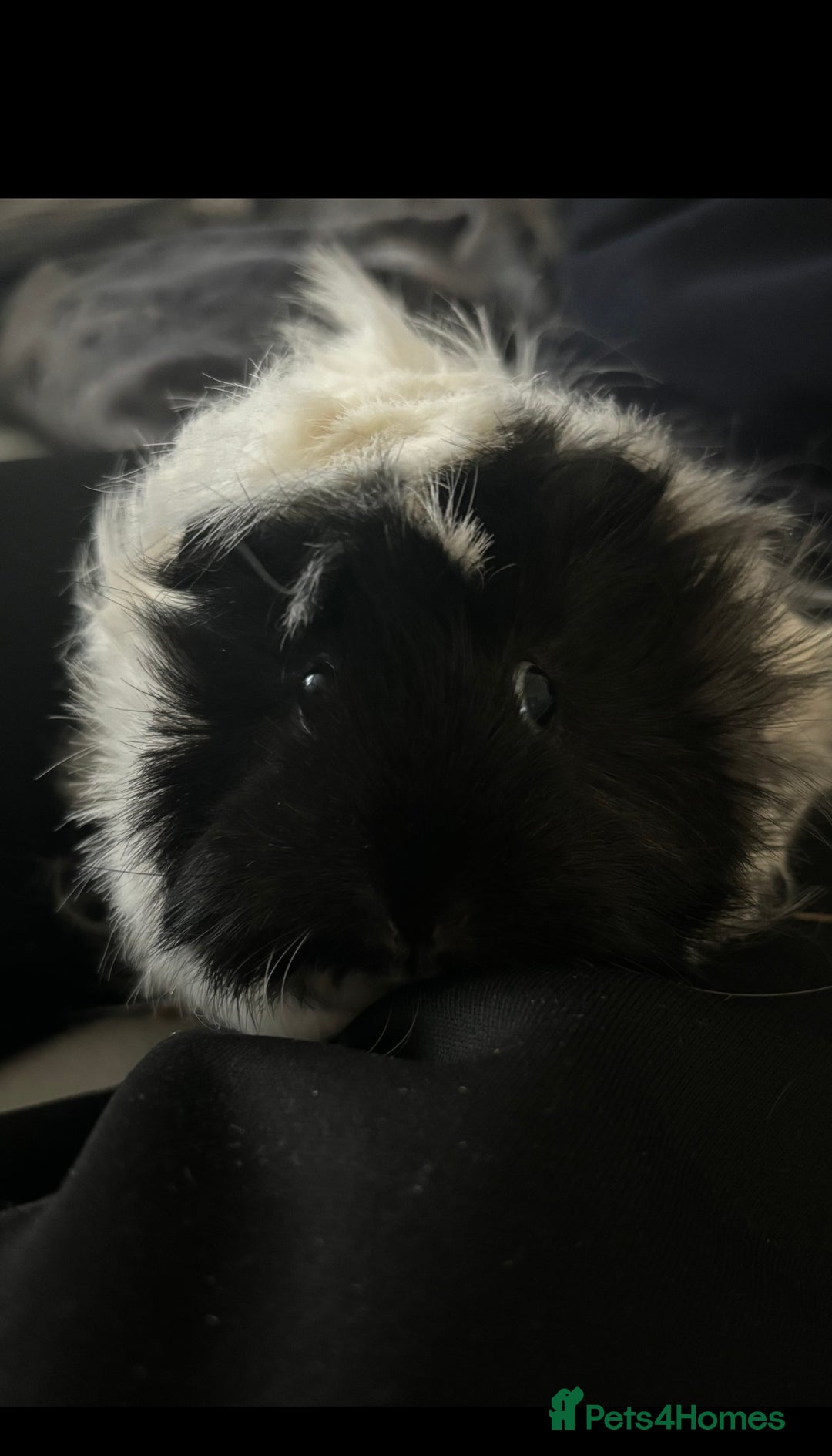 Guinea Pig rodents for sale: 2 female guinea pigs - Image 4