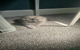 British Longhair cats for sale: British longhair last boy last girl in Watford - Image 14