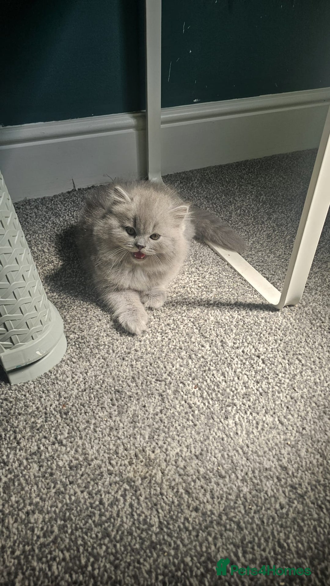 British Longhair cats for sale: British longhair last boy last girl in Watford - Image 14