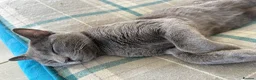 Russian Blue cats for sale: Gorgeous healthy loving kittens - Advert 17