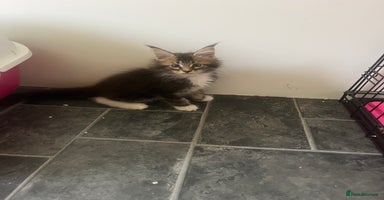Maine Coon cats - Advert 2