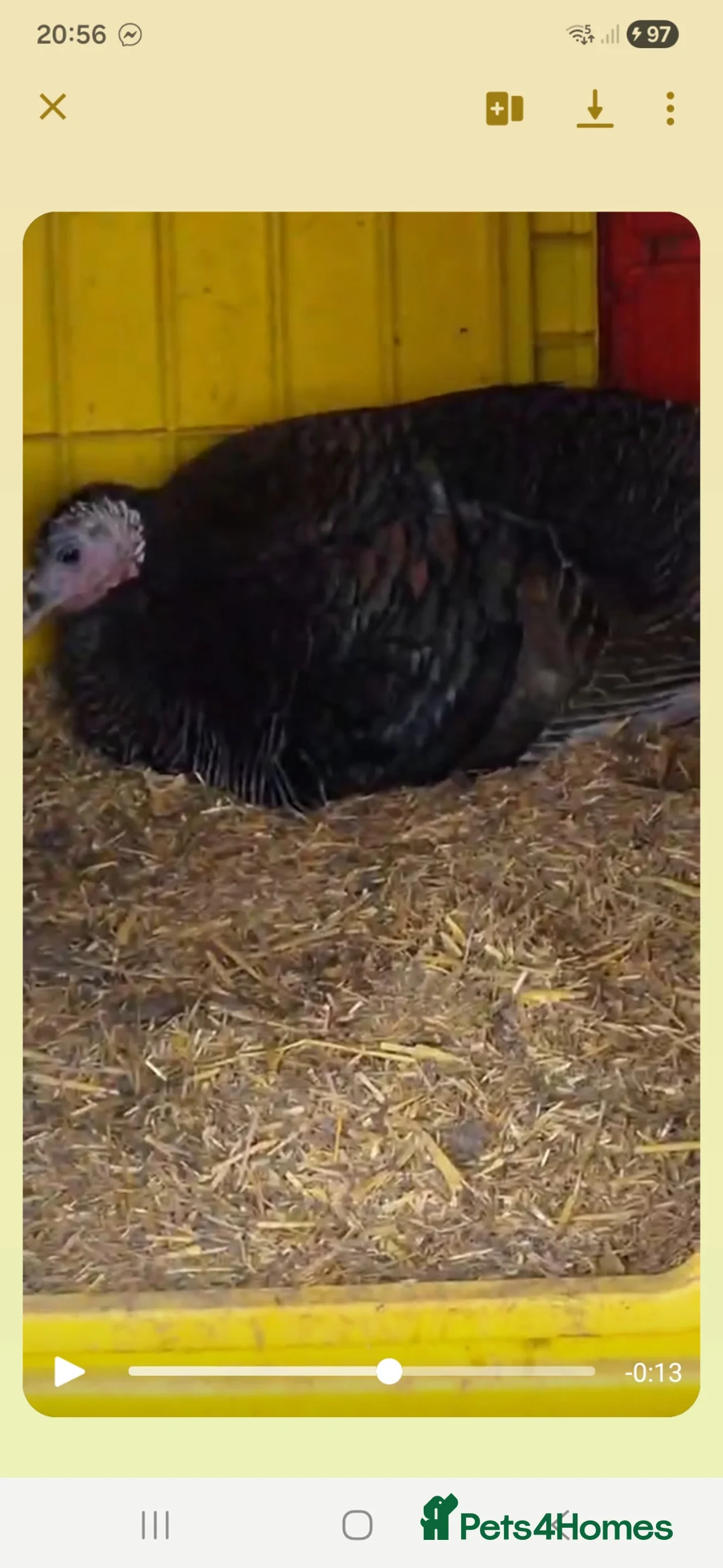 Turkeys poultry for sale: Poults due in May ready 8 weeks later in Bedford - Advert 2