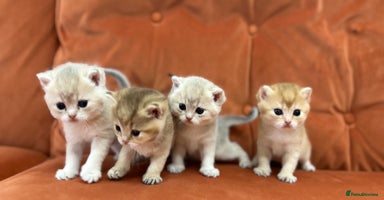 British Shorthair cats - Advert 4