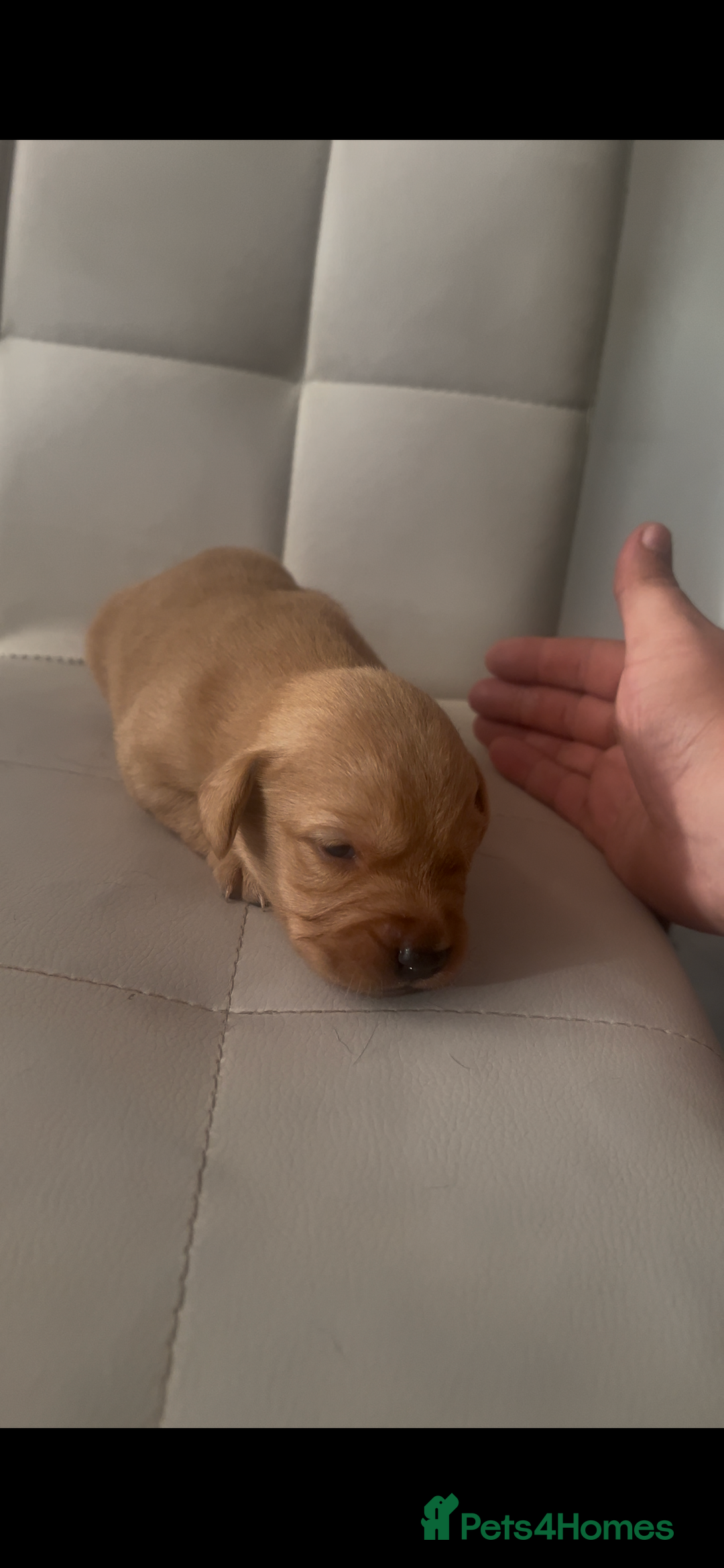 Labrador Retriever dogs for sale: Gorgeous Labrador puppies.  - Image 11