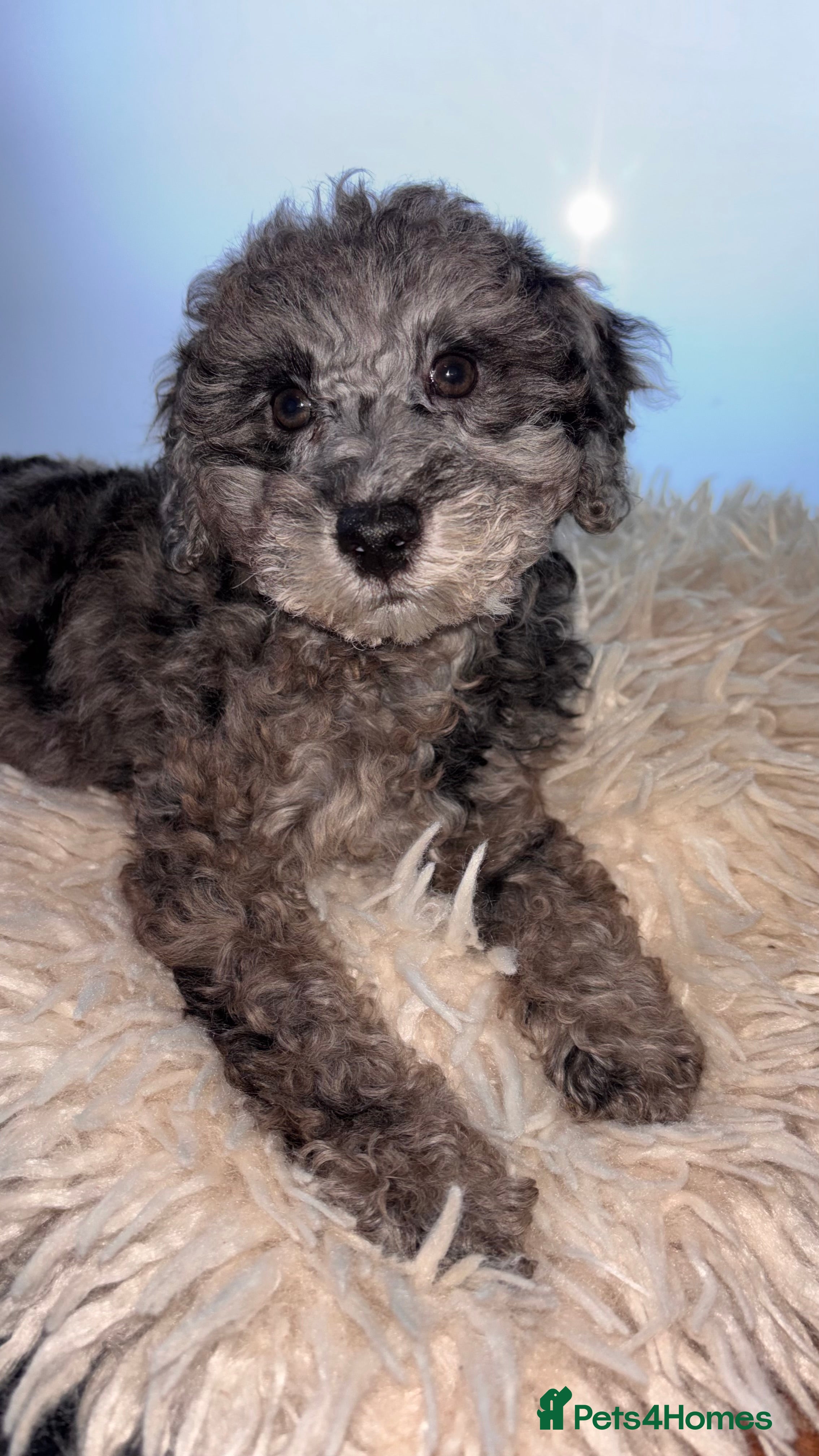 Mixed Breed dogs Smaller sized toy x mini poodle puppies  - Advert 18