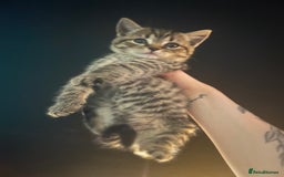 British Shorthair cats for sale: 🐾✨British Shorthair × Silver Tabby Kittens✨🐾 - Image 18