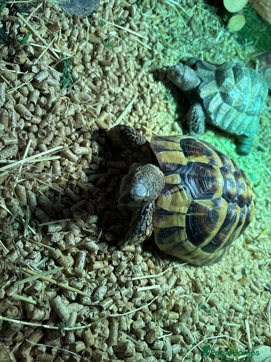 Hermann Tortoise reptiles for sale: Herman Male Tortoise - Advert 1
