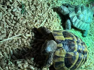 Hermann Tortoise reptiles Herman Male Tortoise - Advert 1