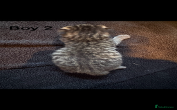 Mixed Breed cats for sale: Stunning  unique kittens  - Image 13
