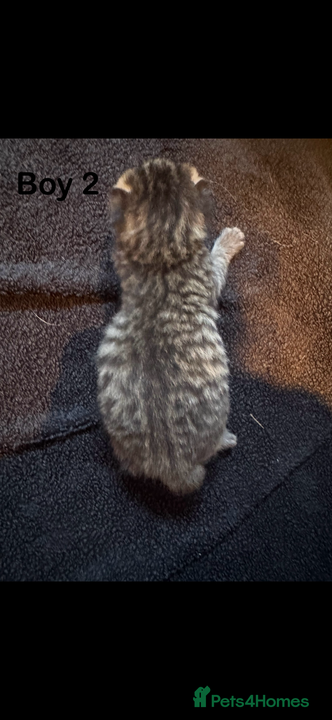 Mixed Breed cats for sale: Stunning  unique kittens  - Image 13