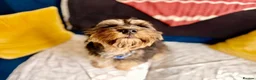 Cockapoo dogs for sale: Minature Cockapoo Zabka for Rehoming in Nottingham - Advert 2