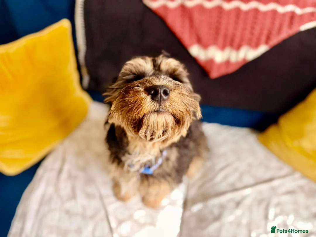 Cockapoo dogs for sale: Minature Cockapoo Zabka for Rehoming in Nottingham - Advert 2