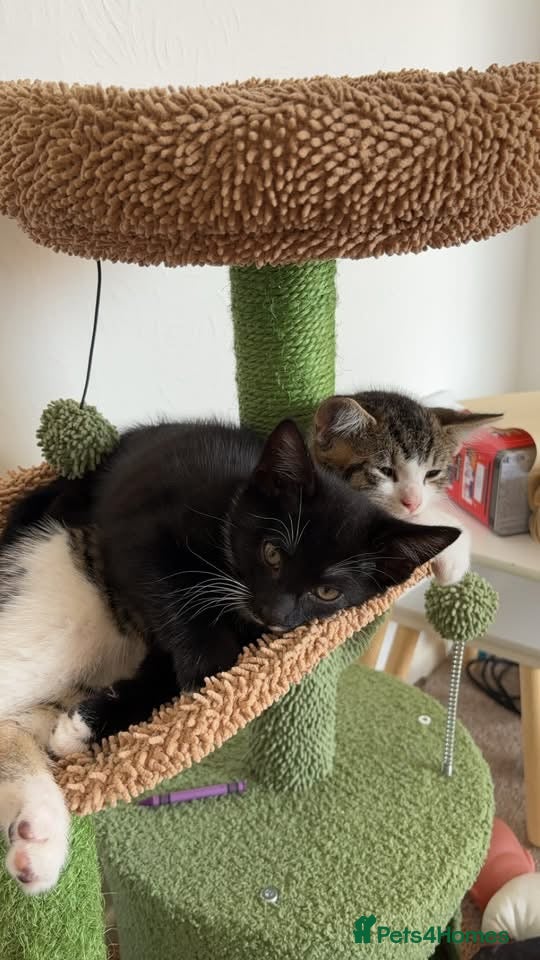 Mixed Breed cats Two brothers - Advert 1