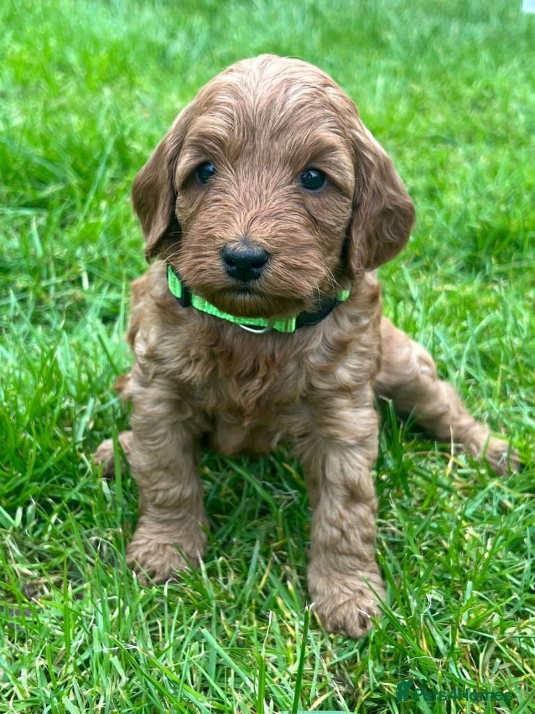 Cockapoo dogs Adorable Cockapoo Puppies  - Advert 12