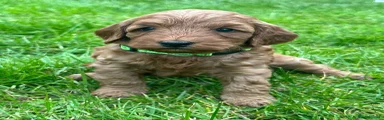Cockapoo Puppy 1