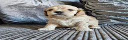 Cockapoo dogs for sale: extensively DNA tested American cockerpoo  - Advert 3