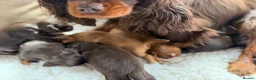 Cavalier King Charles Spaniel dogs for sale: Choc & Ruby Cavaliers E ** tensively Health Tested in Romford - Advert 7