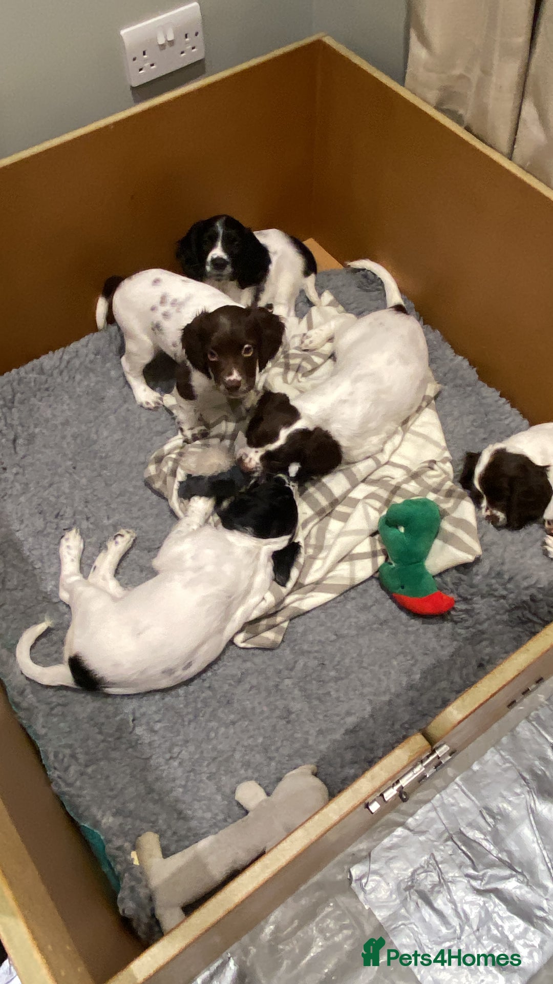 English Springer Spaniel dogs for sale: KC Registered English Springer Spaniel Female Pups - Advert 6