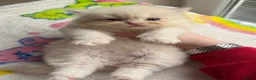Ragdoll cats for sale: Full TICA Reg Ragdolls - Advert 12