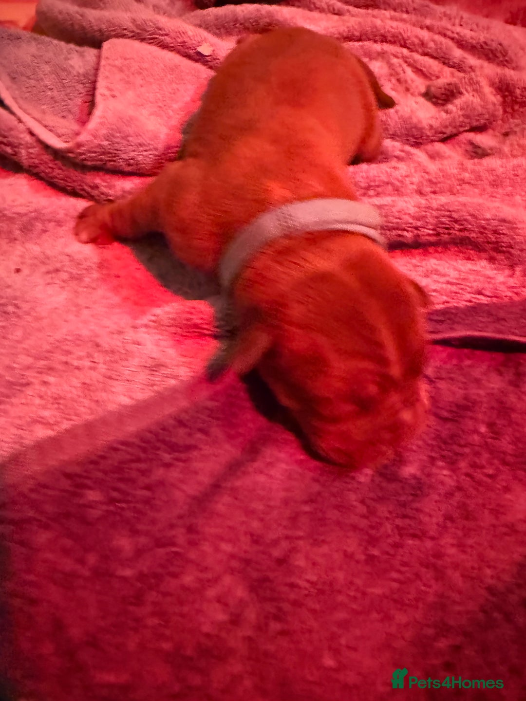 Dogue De Bordeaux dogs for sale: DOGUE DE BORDEAUX PUPPIES AVAILABLE 16/03/26 - Advert 21