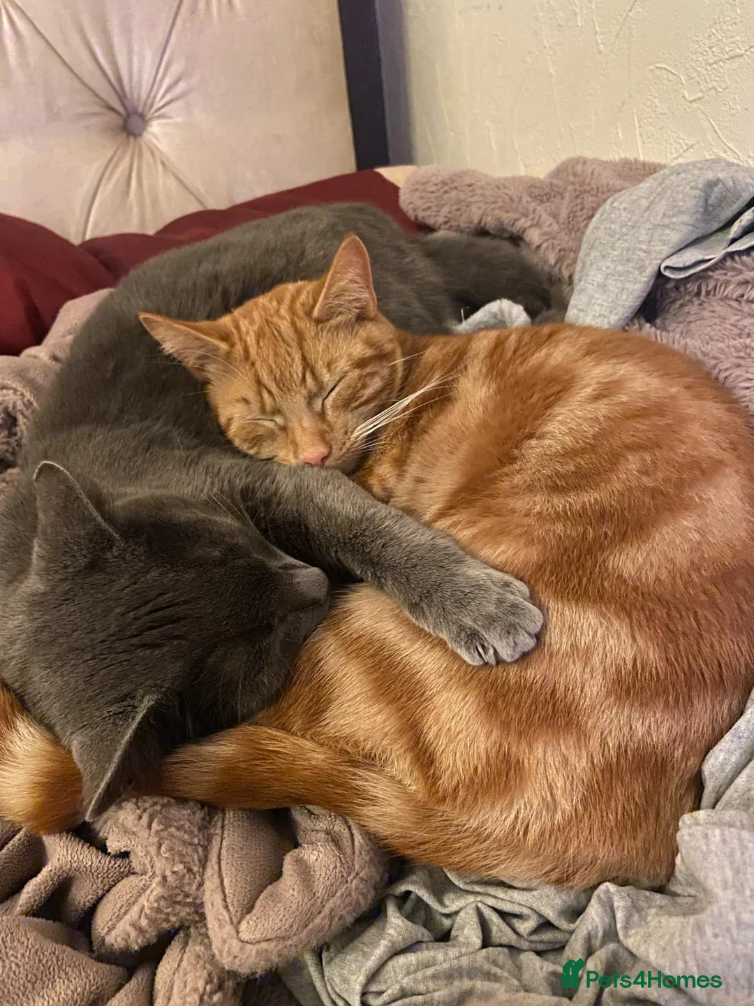 Mixed Breed cats for sale: Rehoming Cats  in Grimsby - Advert 2