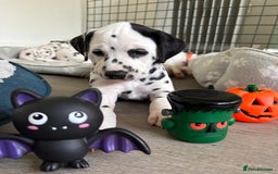 Dalmatian dogs for sale: Stunning mixed litter of Dalmatians  - Image 8