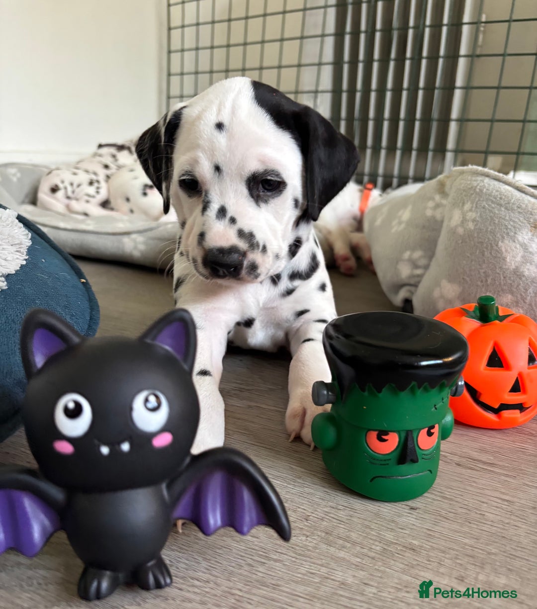 Dalmatian dogs for sale: Stunning mixed litter of Dalmatians  - Image 8