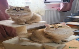 British Longhair cats for sale: Purebred British Longhair Female  - Image 14