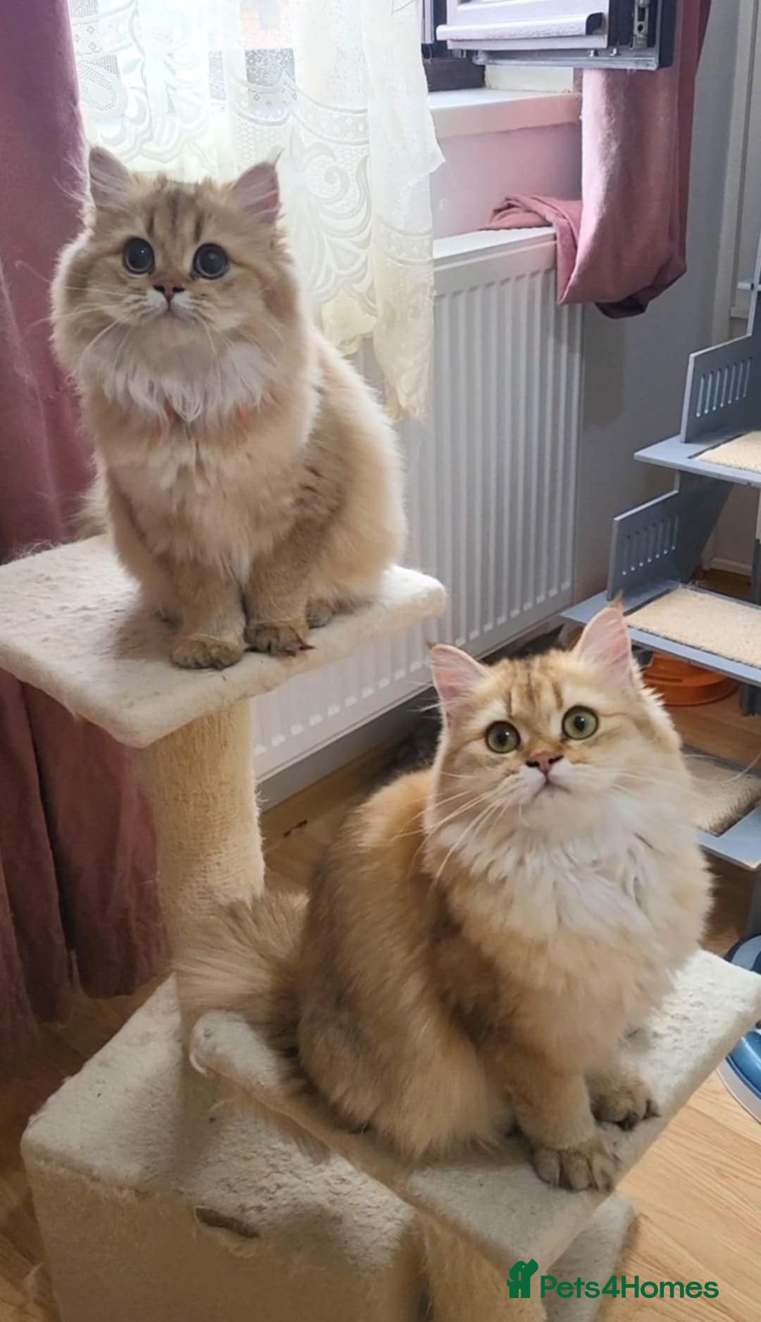 British Longhair cats for sale: Purebred British Longhair Female  - Image 14