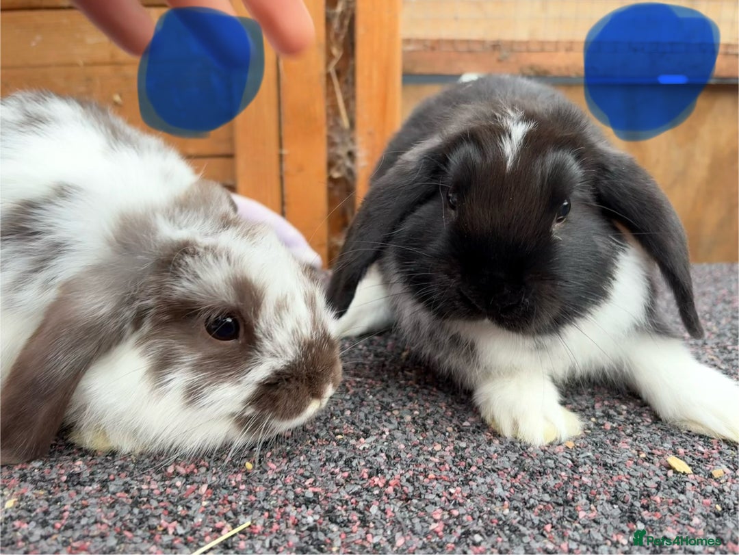 Mini Lop rabbits for sale: Male baby rabbits ready to go now  - Image 6