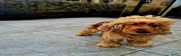 Cocker Spaniel dogs for sale: Cocker spaniel  - Advert 3