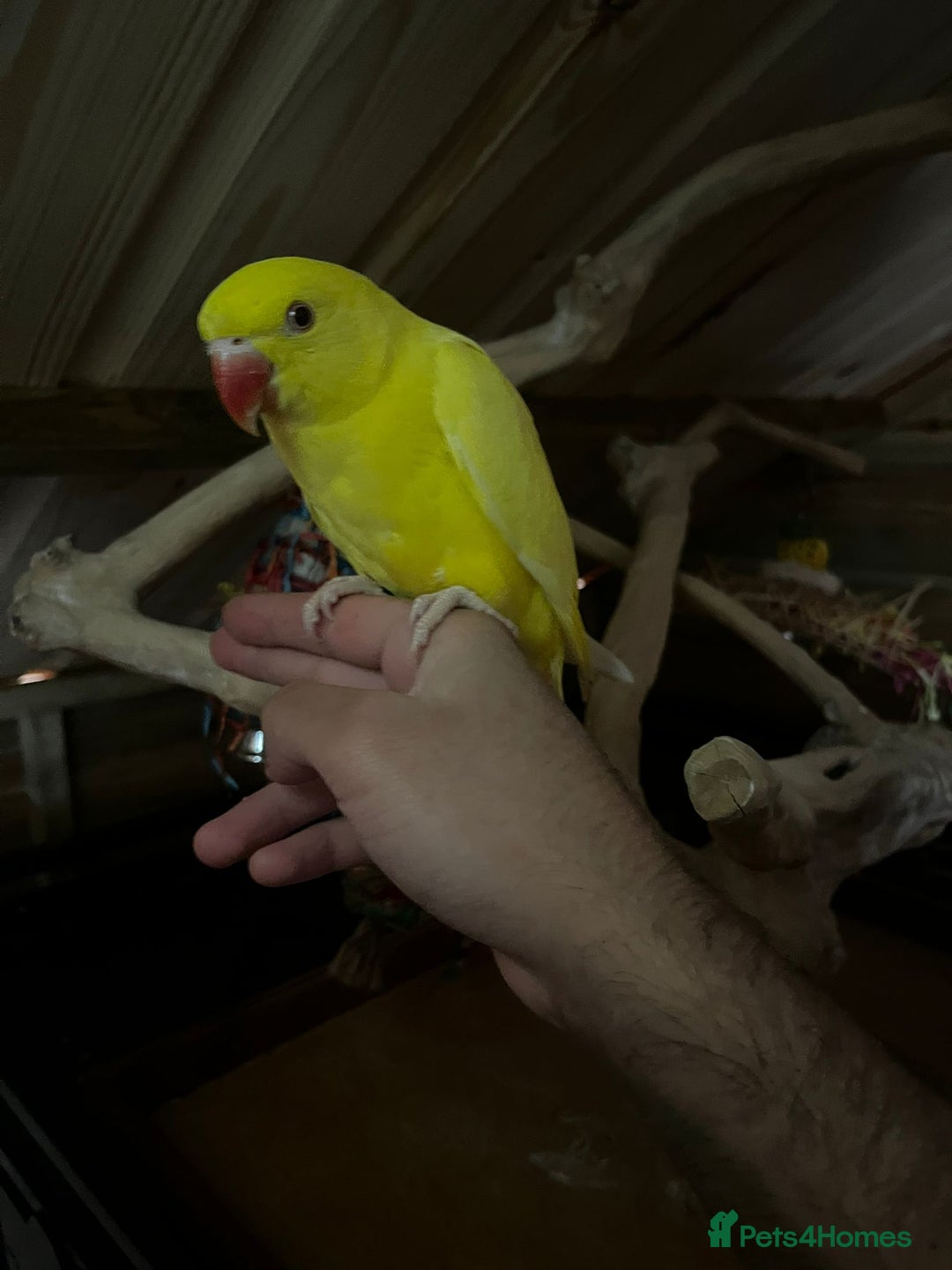 Ringnecks birds for sale: Baby Lutino ringneck parrot talking parrot  - Image 2
