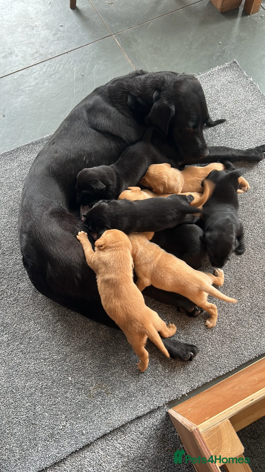 Labrador Retriever dogs for sale: KC Registered Labrador Pups - Advert 1