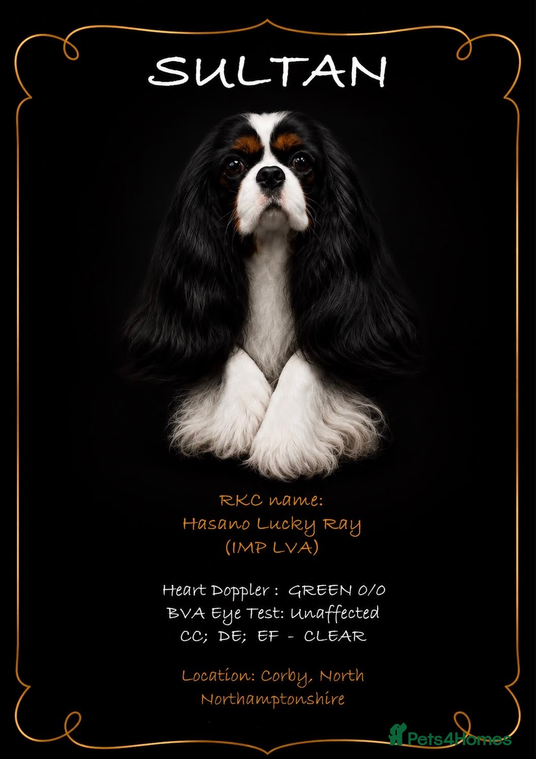 Cavalier King Charles Spaniel dogs KC registered parents/DNA tested. - Advert 2