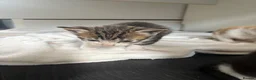 Mixed Breed cats for sale: Mixed breed kittens - Advert 3
