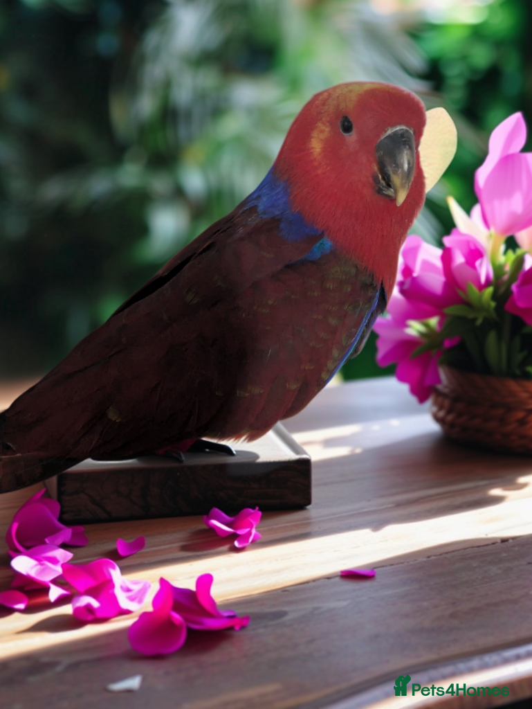 Lories birds Female eclectus 4 months old - Advert 1