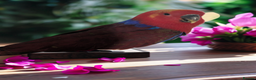Lories birds for sale: Female eclectus 4 months old - Advert 1