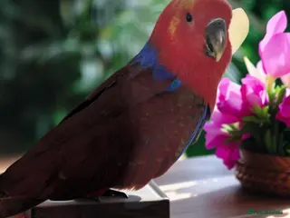 Lories birds Female eclectus 4 months old - Advert 20