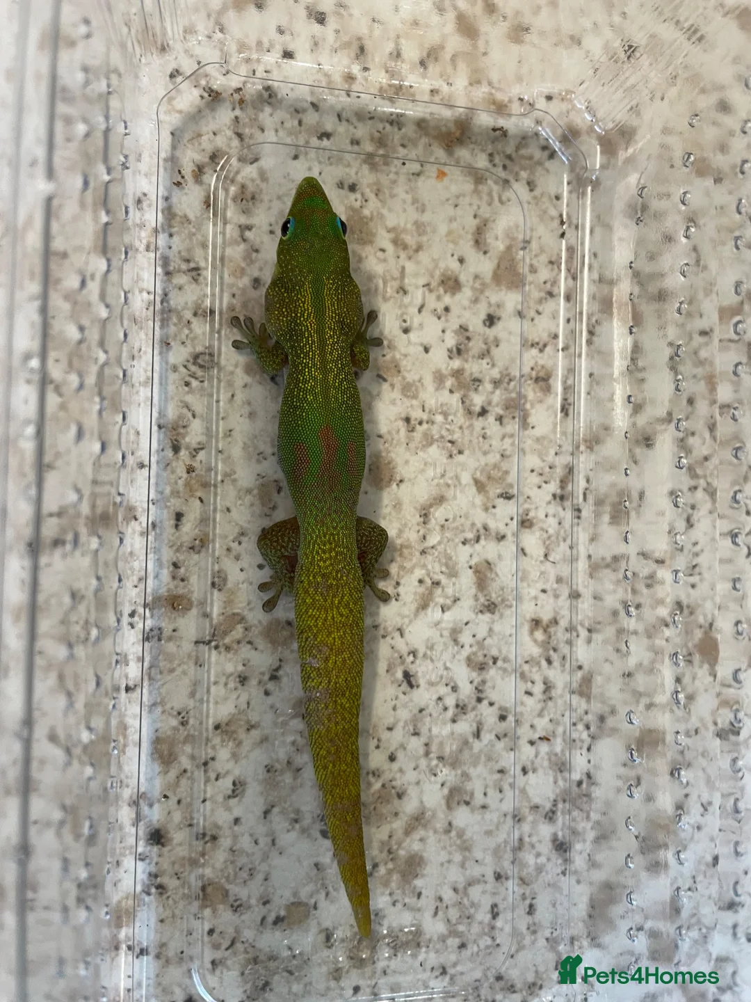 Gecko reptiles for sale: Female gold dust day gecko - Advert 4