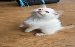 Ragdoll cats for sale: 7 Adorable Ragdoll Kittens Ready for Loving Homes - Advert 1