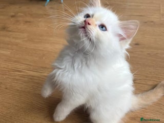 Ragdoll cats for sale: 7 Adorable Ragdoll Kittens Ready for Loving Homes - Advert 1