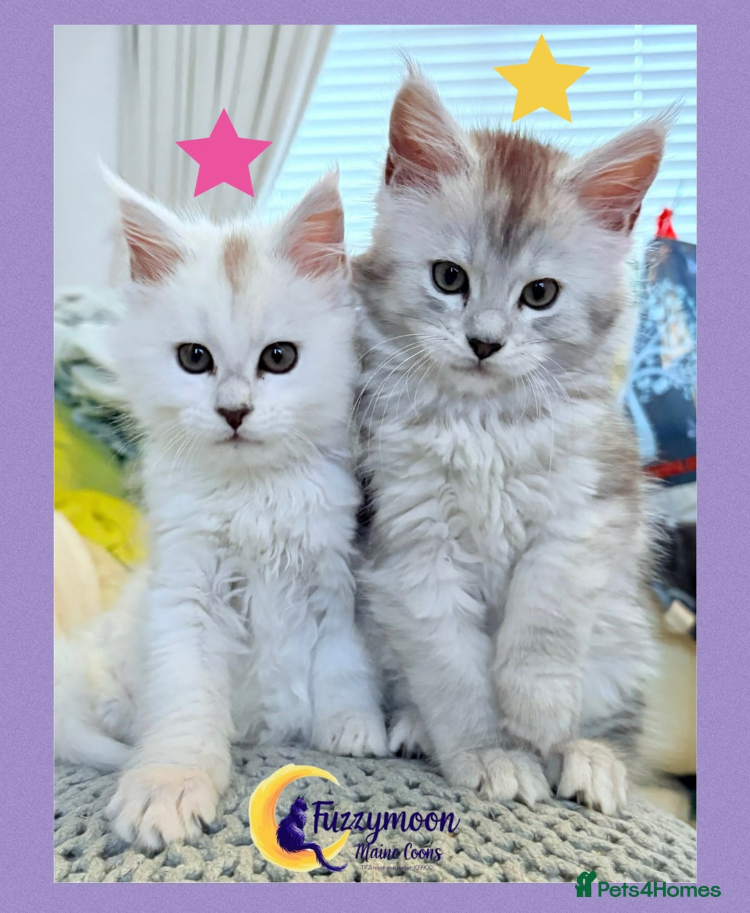 Maine Coon cats for sale: Gorgeous Shaded Pedigree Maine Coon Kittens - Advert 3