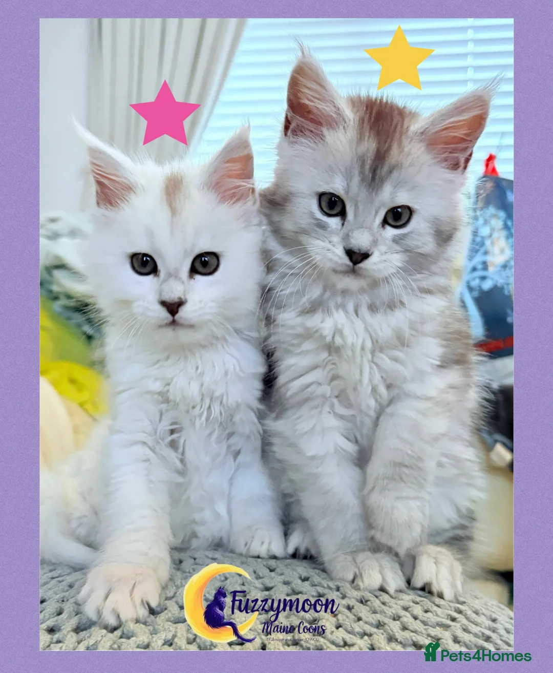 Maine Coon cats for sale: Gorgeous Shaded Pedigree Maine Coon Kittens - Advert 3