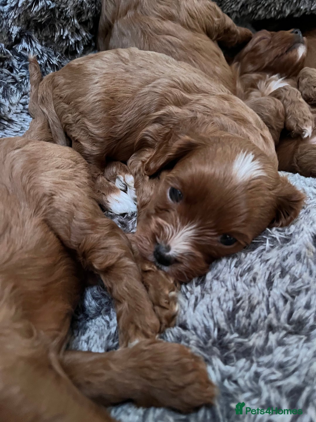 Cavapoo dogs for sale: Merlesque ⭐️⭐️⭐️⭐️⭐️F1 Cavapoos 200 DNA - Image 35