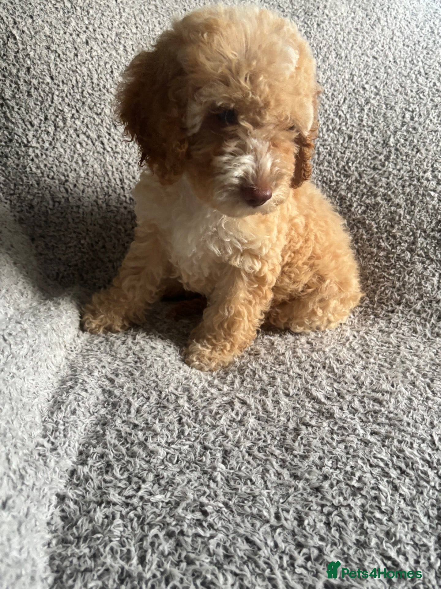 Cockapoo dogs 🐾 Stunning Litter of 8 Cockapoo Puppies! 🐾 - Advert 1